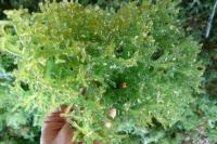 Petani Rumput Laut Korban Montara Pertanyakan Potongan 17 Persen untuk Maurice Blackburn