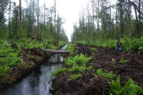 Hutan gambut di Kalimantan Tengah (foto: kalteng.bisnis.com) 