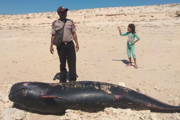 10 Ekor Paus Pilot Mati Terdampar di Pulau Raijua