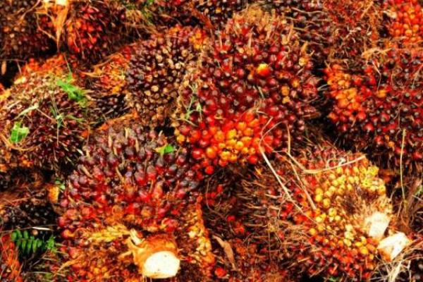 Ekspor Minyak Sawit Naik 15 Persen