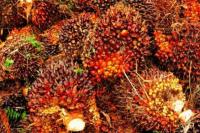 Ekspor Minyak Sawit Naik 15 Persen