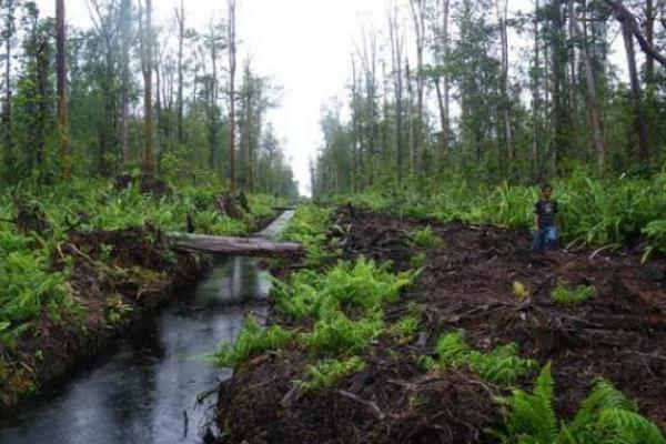 Hutan gambut di Kalimantan Tengah (foto: kalteng.bisnis.com) 
