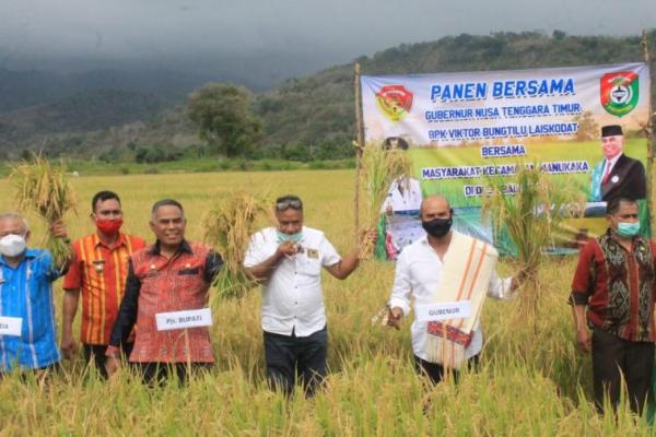 Di Puncak Musim Kemarau, Gubernur NTT Panen Padi di Sumba Barat 