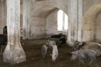 Di Bawah Pendudukan Armenia, Masjid Bersejarah Berubah Jadi Kandang Babi