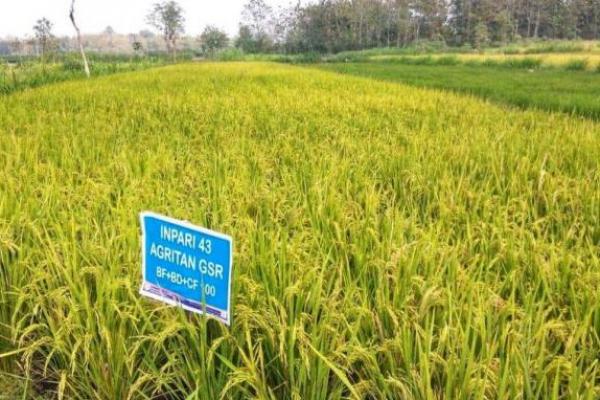 Cegah Stunting, Kementan Tanam 50.000 Hektare Padi Inpari IR Nutrizinc