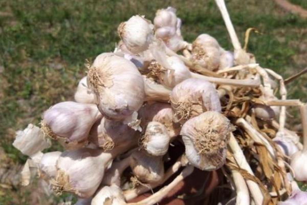 CIPS Sebut UU Cipta Kerja Berpeluang Tingkatkan Produktivitas Hortikultura