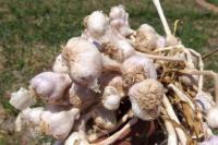 CIPS Sebut UU Cipta Kerja Berpeluang Tingkatkan Produktivitas Hortikultura