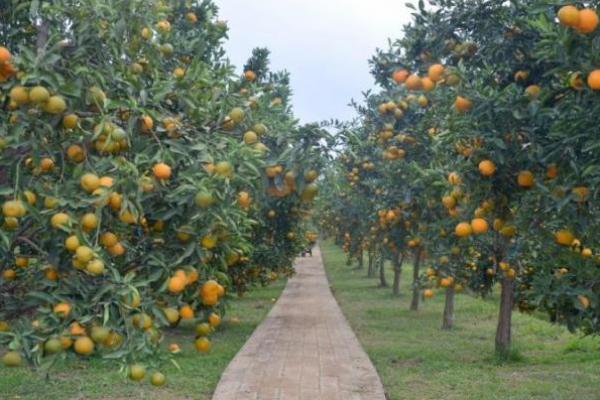 Ditjen Hortikultura Kementan Gencarkan Agroeduwisata