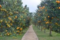 Ditjen Hortikultura Kementan Gencarkan Agroeduwisata