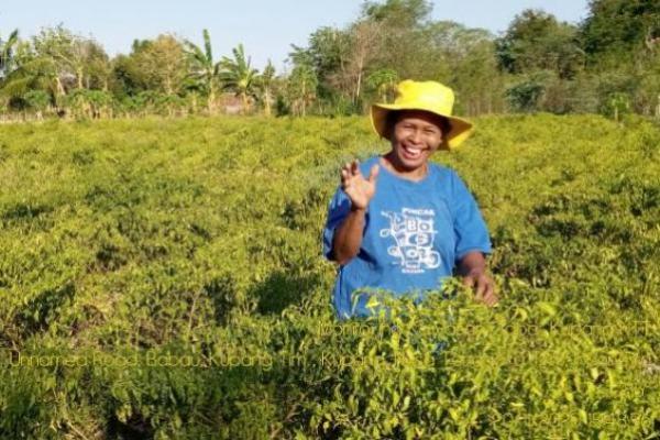 Petani Cabai NTT Ini Mampu Sekolahkan Anak hingga Lulus Sarjana