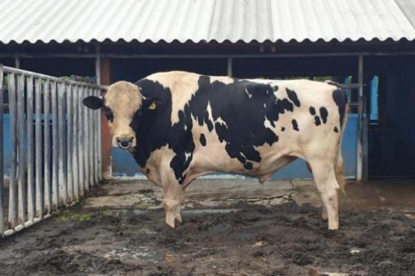 Ditjen PKH Kementan Tingkatkan Mutu Genetik Sapi Perah Lewat Uji Zuriat