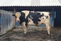 Ditjen PKH Kementan Tingkatkan Mutu Genetik Sapi Perah Lewat Uji Zuriat