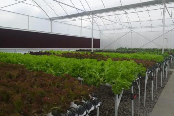 Subsektor Hortikukultura Prospek Bisnis yang Menjanjikan di Tengah Pandemi