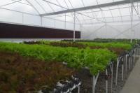 Subsektor Hortikukultura Prospek Bisnis yang Menjanjikan di Tengah Pandemi