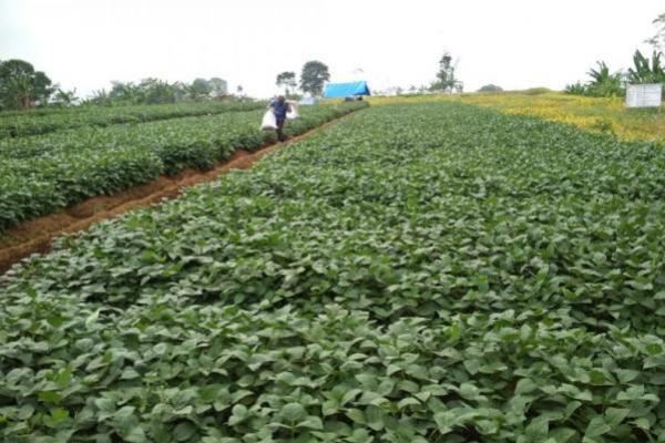 Harga Kedelai Dunia Naik, Kemendag Jamin Tahu dan Tempe Tetap Tersedia di Masyarakat