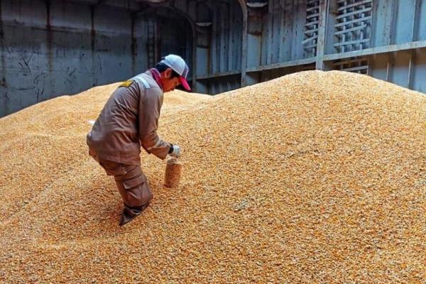 Mentan Terus Pastikan Produktivitas Jagung, Jawa Timur Jadi Penghasil Tertinggi