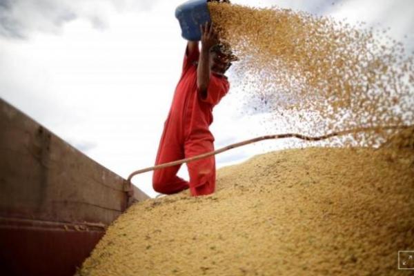 Kementan Cek Importir Tak Lebihkan Harga Kedelai di Jatim