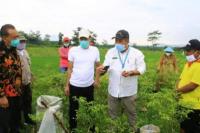 Kementan Bangkitkan Kembali Pengembangan Bawang Putih di Probolinggo