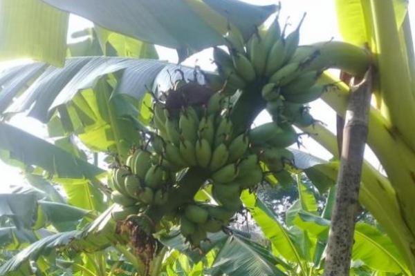 Begini Cara Penen Pisang Sesuai Prosedur