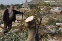 Tebang 10.000 Pohon, Israel Rusak Cagar Alam di Tepi Barat
