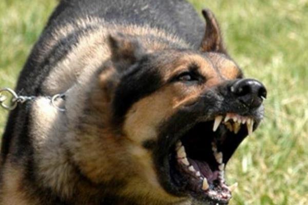 Remaja di Desa Taiftob-Mollo Utara Tewas Usai Digigit Anjing Rabies