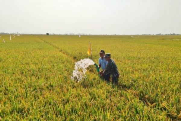 13 Tahun Jalani THL TBPP, Kini Sugiyanto Diangkat Kementan Jadi ASN P3K