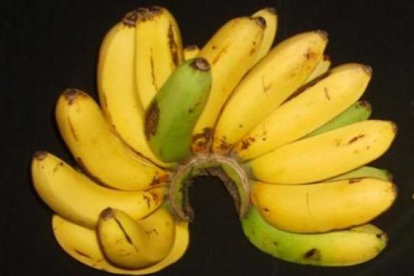 Melihat Kembali Pisang INA-03 Inovasi Balitbangtan Kementan
