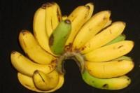 Melihat Kembali Pisang INA-03 Inovasi Balitbangtan Kementan