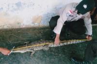 Tangkap Ikan, Nelayan di Rote Malah Dapat Buaya