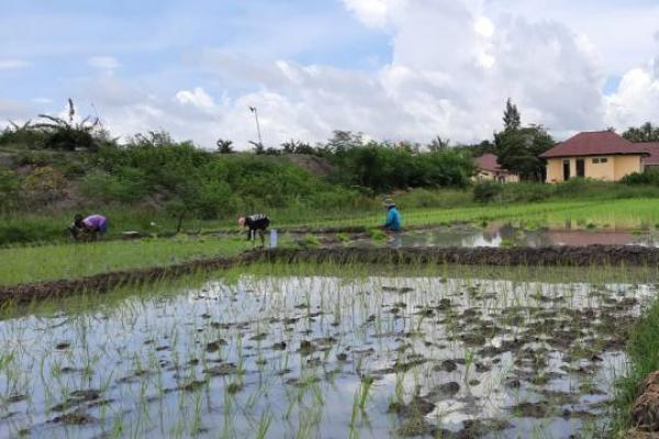 Polres Kupang Manfaatkan Air Berlimpah dengan Tanam Padi dan Budidaya Ikan