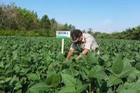 Lebih Besar dan Tahan Hama, Ini Kedelai Rakitan Kementan di Sulut