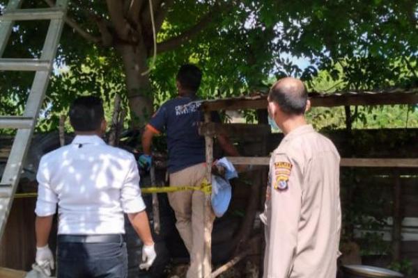  Mahasiswa di Kupang Tewas Gantung Diri di Atas Pohon Kedondong