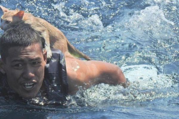 Menuai Pujian, Tentara AL Selamatkan 4 Kucing yang Terjebak di Kapal Terbakar 