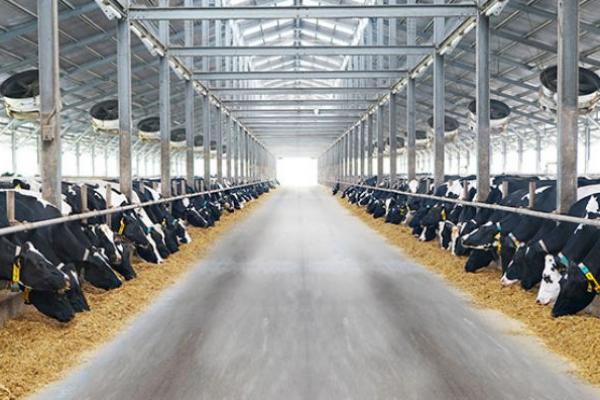 Kementan Dorong Pengembangan Industri Susu Sapi Nasional