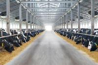 Mengurangi Susu Impor, Kementan Siapkan Program Peningkatan Produksi Susu Nasional 