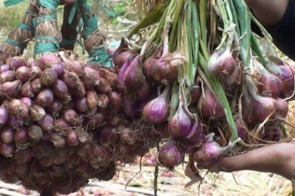 Kementan: Stok dan Harga Cabai Bawang Jelang Hingga Pasca Idulfitri Aman