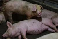  Ternak Babi yang Mati Mendadak di Kabupaten Kupang Bertambah Jadi 73 Ekor