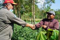 Jelang Ramadhan, Kementan Pantau Langsung Kondisi Riil Pertanaman Cabai di Garut