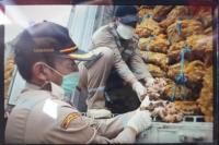 Kementan Musnahkan 108 Jahe Impor yang Berasal dari Myanmar dan Vietnam