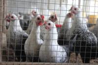 Kementan Sertifikasi Kompartemen Bebas Flu Burung Demi Dorong Peningkatan Ekspor
