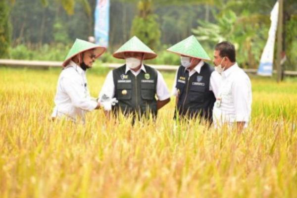 Tercatat 25 Kabupaten Sebagai Produsen Beras Tertinggi di Indonesia