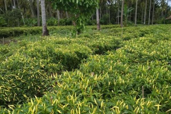 Jemput Cabai Ke Magelang, Kementan Kirim Truk Berpendingin