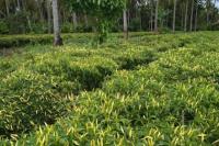 Jemput Cabai Ke Magelang, Kementan Kirim Truk Berpendingin