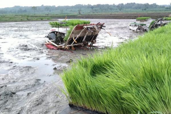 Genjot Potensi Lahan Sawah Tadah Hujan di Blora, Kementan Siapkan Teknologi Khusus