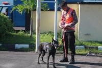 Polri Turunkan 6 Anjing Pelacak Cari Jenasah Korban Bencana