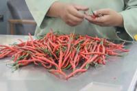 Kementan Pastikan Pasokan Pangan Puasa hingga Lebaran Aman Terkendali