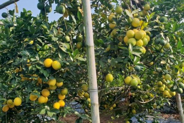 Cegah Penumpukan Stok, Kementan Bantu Petani Edarkan Lemon ke Pasar Jabodetabek-Bali