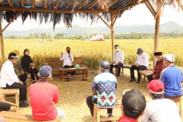 Jokowi Tinjau Panen Raya Padi di Kabupaten Malang
