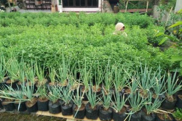 Tiga Hal Ini Hambat Masuknya Investasi Pertanian