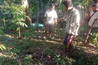 Ditegur Jangan Mencuri, Pemilik Pohon Kelapa di Kupang Malah Dibacok 